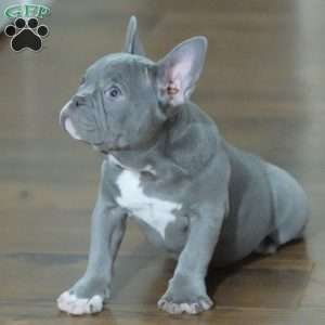 Misty, French Bulldog Puppy